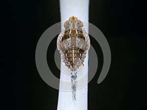 Extreme macro of planthopper nymph