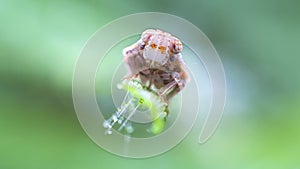 Extreme macro of planthopper nymph