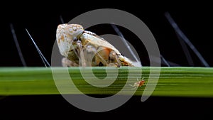 Extreme macro of planthopper nymph and mite