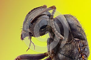 Extreme macro portrait of ant