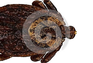 Extreme macro portrait of female tick