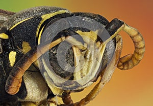 Extreme macro portrait of a wasp