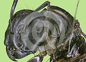 Extreme macro queen carpenter ant
