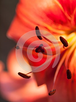 Extreme macro shot. Abstract background with pistil and stamen r
