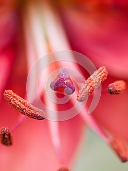 Extreme macro shot. Abstract background with pistil and stamen r