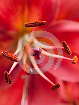 Extreme macro shot. Abstract background with pistil and stamen r