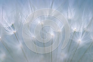 Extreme macro shot of a Dandelion