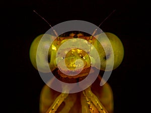 Extreme macro shot eye of Zygoptera dragonfly.