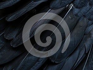 Extreme macro shot of feather barbs of a bald eagle texture