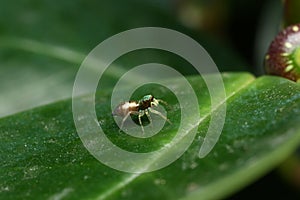 Extreme macro shot of Siler Jumping spider in the nature.