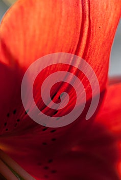 Extreme macro shot with soft focus. Abstract background petel of red lily