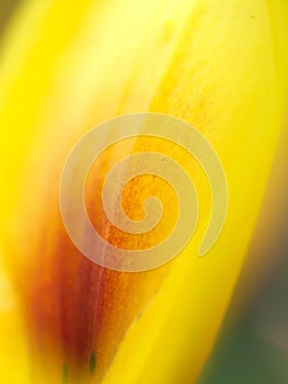 Extreme macro shot with soft focus. Abstract background petel of yellow lily