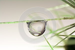 Water drop on Cactus thorn