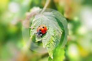 Extreme macro shots, Beautiful ladybug on flower leaf defocused background.