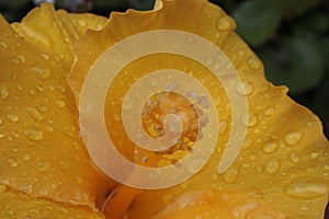 Extreme macro of the stamen of the flower of Chinese hibiscus, China rose, Hawaiian hibiscus, Hibiscus rosa-sinensis