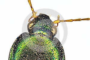 Extreme macro of a tigerbeetle