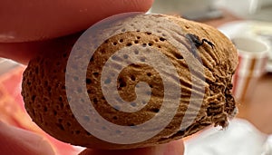 Extreme Macro of a Tiny Scorpion Pseudoscorpion Crawling on a Textured Almond Shell, Highlighting Detailed Surface Patterns photo
