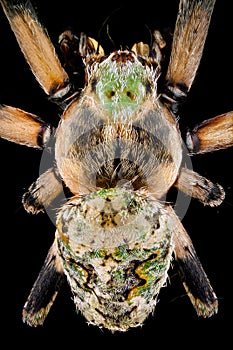 Top view of a orbweaver spider photo