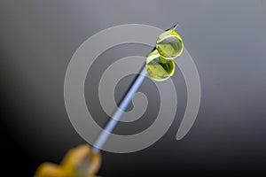 Extreme macro view of a hypodermic needle with two drops of drug solution on his peak