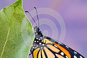 Extreme macro view of a monarch butterfly.