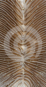 Extreme macro view of a Mushroom coral.
