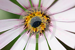 Extreme Macro of a white cape daisy