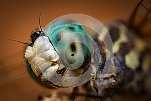 Extreme Macrophotography: Dragonfly Portrait