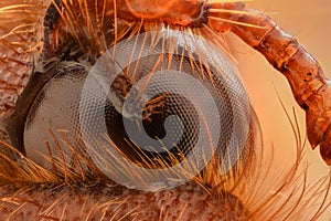 Extreme magnification - Amphimallon caucasicum beetle