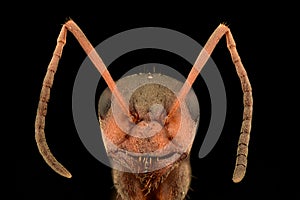 Extreme magnification - Ant portrait