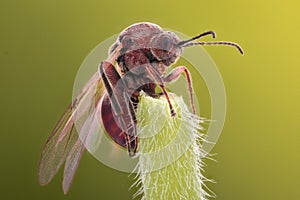 Extreme magnification - Ant queen