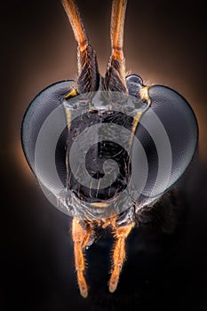 Extreme magnification - Black wasp head