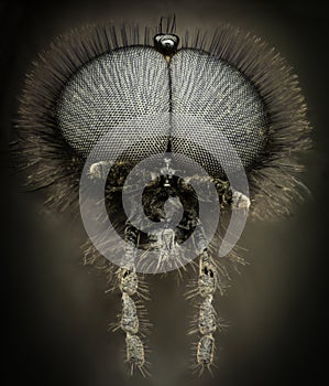 Extreme magnification - Black wasp portrait