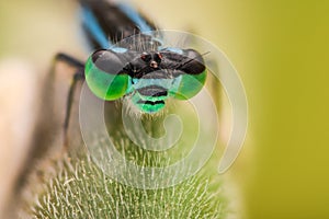 Extreme magnification - Blue Damselfly