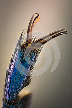 Extreme magnification - Blue metallic bug claw, Meloe proscarabaeus