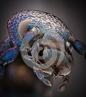 Extreme magnification - Blue metallic bug, Meloe proscarabaeus