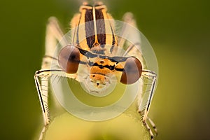 Extreme magnification - Brown Damselfly