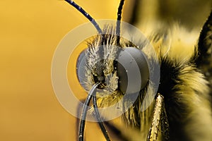 Extreme magnification - Butterfly head