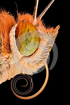 Extreme magnification - Butterfly head