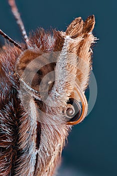 Extreme magnification - Butterfly head, Vanessa Atalanta