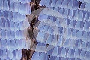 Extreme magnification - Butterfly wing scales, 20:1 magnification