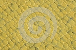 Extreme magnification - Butterfly wing scales, 20:1 magnification