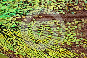 Extreme magnification - Butterfly wing under the microscope