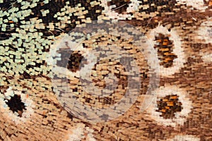 Extreme magnification - Butterfly wing under the microscope