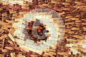 Extreme magnification - Butterfly wing under the microscope