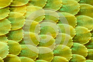 Extreme magnification - Butterfly wing under the microscope