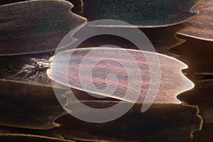 Extreme magnification - Butterfly wing under the microscope, 100x magnification