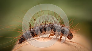 Extreme magnification - Carpet beetle larva