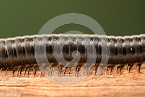 Extreme magnification - Centipede