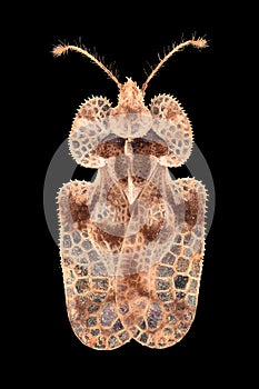 Extreme magnification - Corythucha arcuata