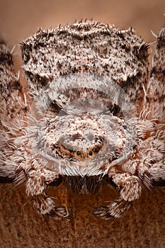 Extreme magnification - Crab spider